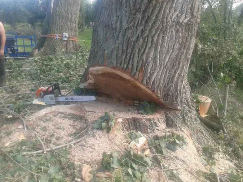 Boom laten kappen in tuin Meerhout, Antwerpen