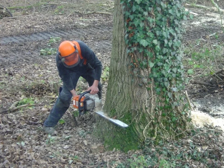Bomen verwijderen Meerhout, Antwerpen