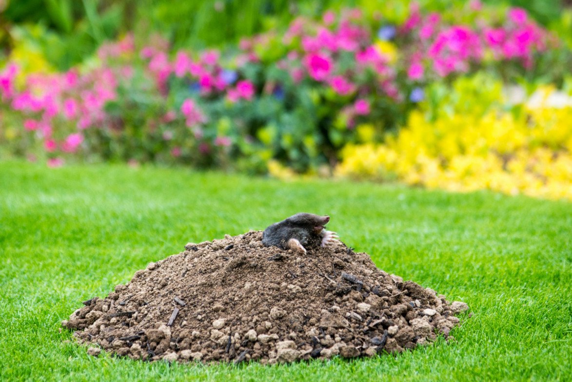 Welk dier graaft er gaten in mijn tuin? Tuinonderhoud
