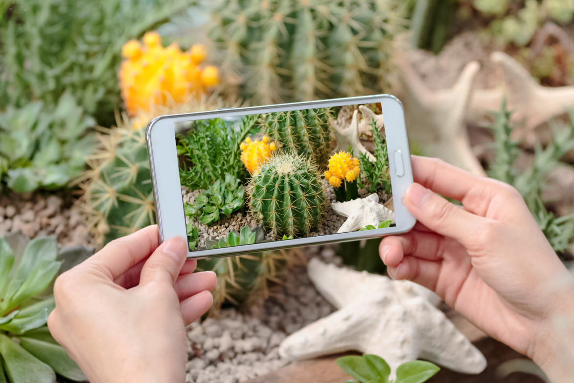 Wat is de beste gratis app om planten te herkennen? - Tuinonderhoud
