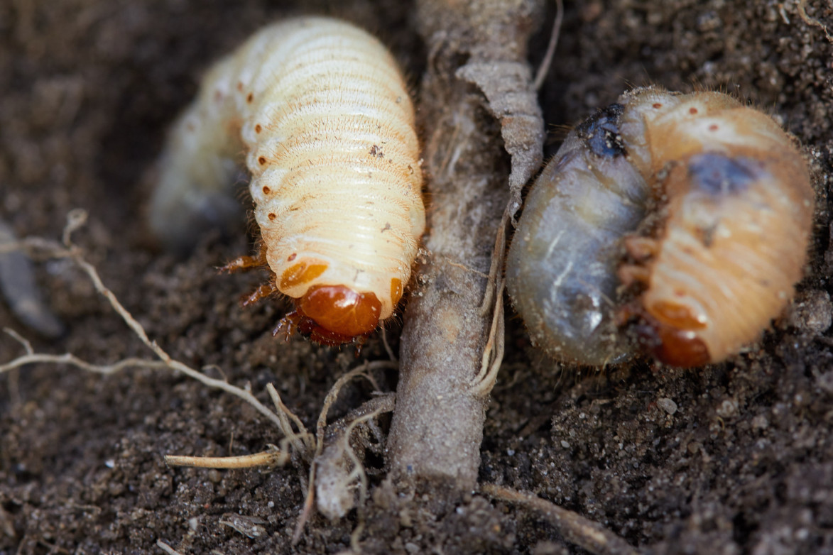 hoe-kun-je-engerlingen-bestrijden-tuinonderhoud